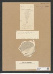 Coscinodiscus cryophilus Grun. (de-Toni-Nr.: Genus 202, Species 4937) Zeichnungen Sammlung Grunow Nr. 8520 (NHMW-BOT-W0378145)